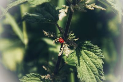 Close-up of insect on flower