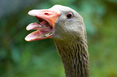 Close-up of goose