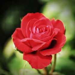 Close-up of red rose