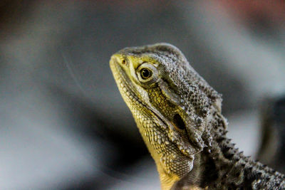 Close-up of lizard