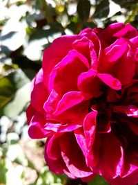 Close-up of pink rose flower