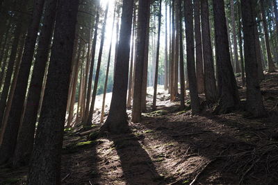 Trees in forest