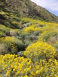 Close-up of yellow flowers growing in field