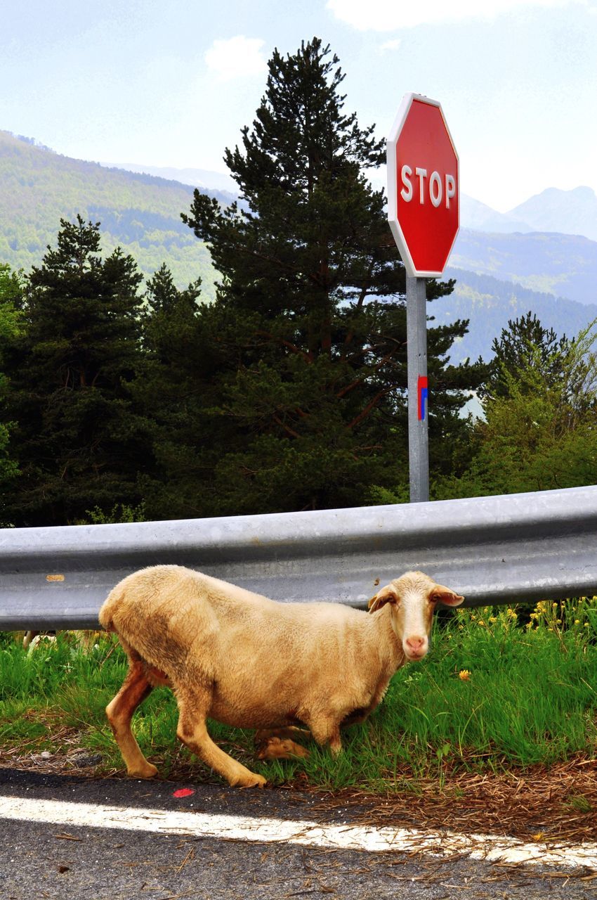 road, tree, plant, sign, communication, western script, text, day, no people, mammal, nature, road sign, transportation, pets, animal themes, animal, one animal, domestic animals, domestic, stop sign, outdoors