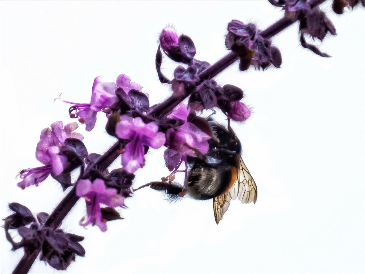 CLOSE-UP OF BUMBLEBEE ON PURPLE FLOWERING PLANT