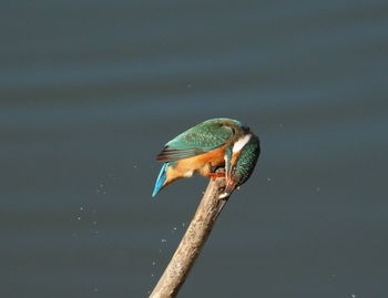 Bird perching on a lake