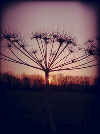 Silhouette of trees on field at sunset