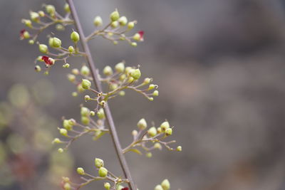 Close-up of flowering plant