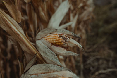 Close-up of corn