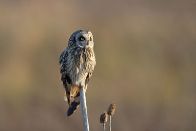 Close-up of a bird perching on twig