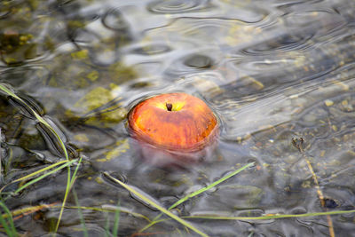 High angle view of orange floating on lake