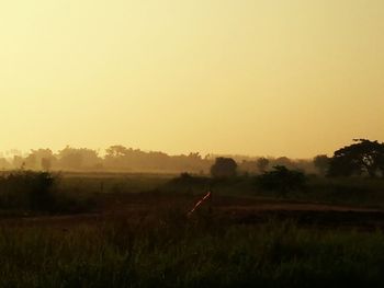 Scenic view of field against clear sky during sunset