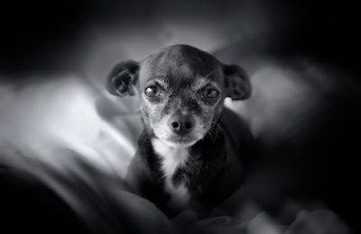 Close-up portrait of dog