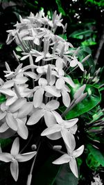 Close-up of white flowers