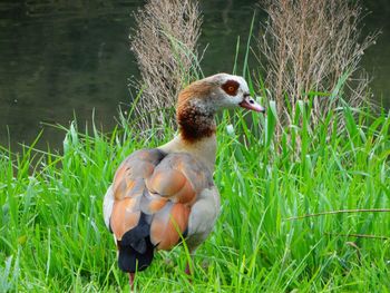 Close-up of mallard duck on grass