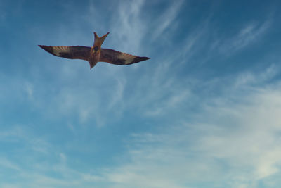 Low angle view of bird flying