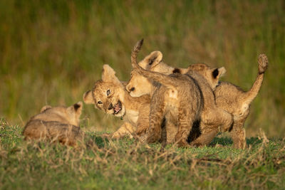 Lion family resting on field