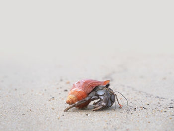 Close-up of crab on sand at beach