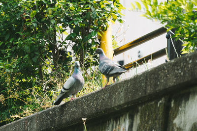 Bird perching on a tree