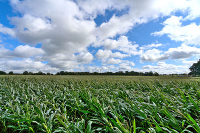 Scenic view of agricultural field against sky