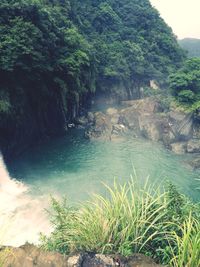 Scenic view of river amidst trees in forest