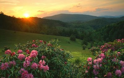 High angle view of flowering plants against sky during sunset