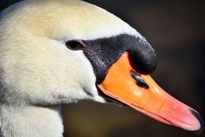 Close-up of swan