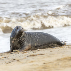 Surface level of sea lion on beach