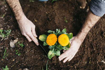 Man planting flowers in his garden