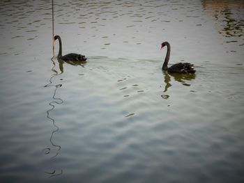 Swan swimming in lake