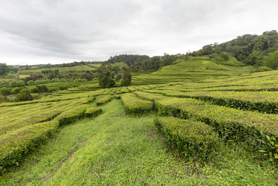 Scenic view of agricultural field against sky