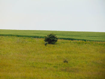 Scenic view of grassy field against clear sky