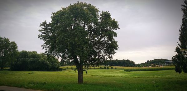 Trees on field against sky