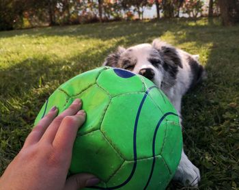 one animal