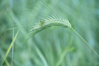 Close-up of lizard on leaf