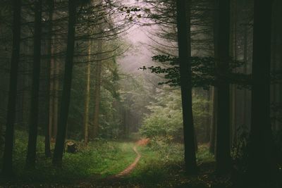 Trees in forest