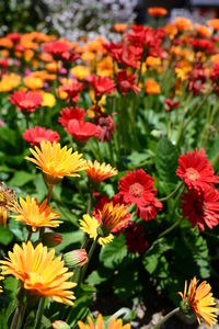Close-up of flowering plants