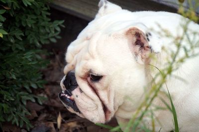 Close-up of dog outdoors