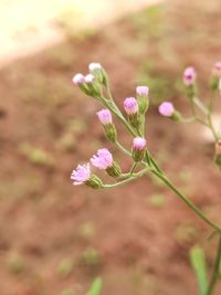 Close-up of pink flowering plant on field
