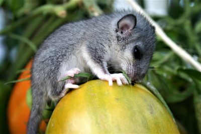 Close-up of dormouse on pumpkin