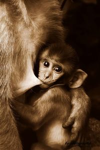 Close-up portrait of monkey