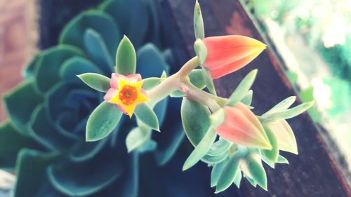 Close-up of flower blooming outdoors