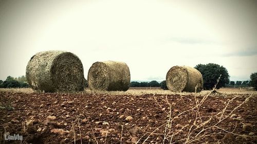 Scenic view of rural landscape