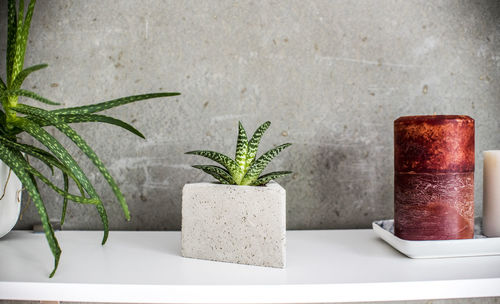 Close-up of potted plant on table against concrete wall