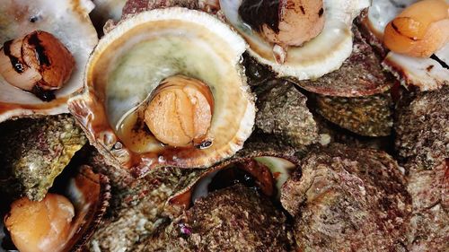 Full frame shot of shells