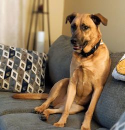 Portrait of dog sitting on sofa at home