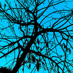 Low angle view of bare tree against sky