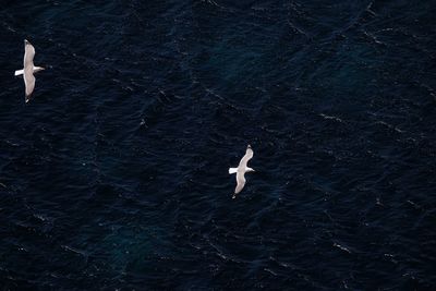 High angle view of bird swimming in sea