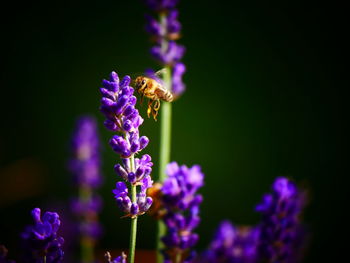 Close-up of bee pollinating on purple flower