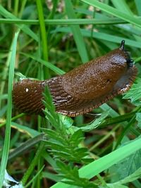 Close-up of a lizard on grass